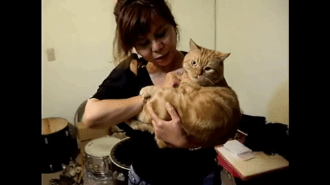 15 Angry Cat Gifs #8