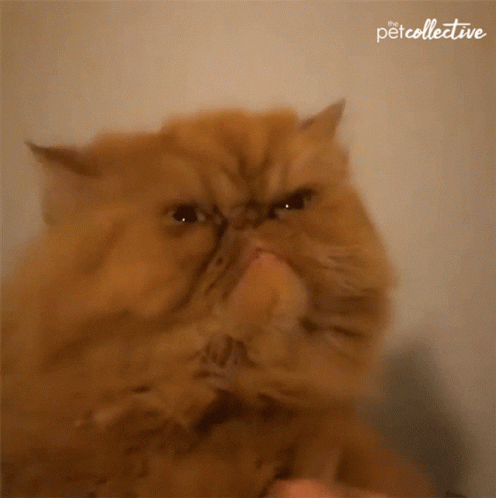 15 Angry Cat Gifs #9