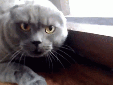15 Angry Cat Gifs #10