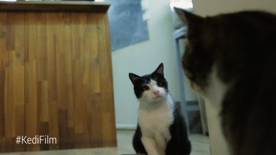 15 Angry Cat Gifs #11