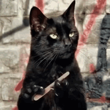 15 Angry Cat Gifs #12