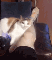 15 Angry Cat Gifs #13