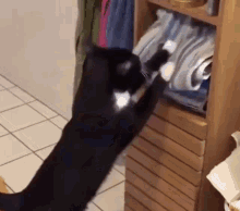 15 Angry Cat Gifs #14