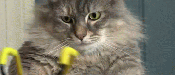 15 Angry Cat Gifs #15