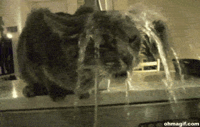 20 GIFs Cats Purrly A-Holes #1