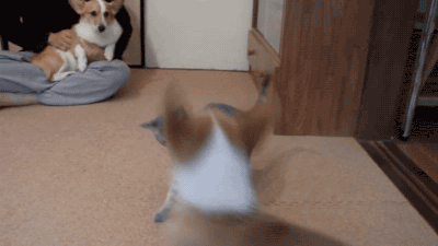 20 GIFs Cats Purrly A-Holes #2
