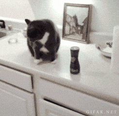 20 GIFs Cats Purrly A-Holes #4