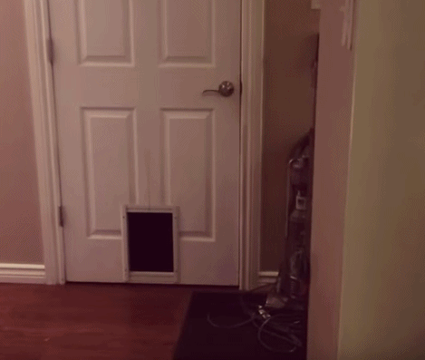 20 GIFs Cats Purrly A-Holes #5