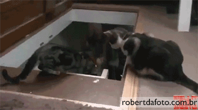 20 GIFs Cats Purrly A-Holes #6