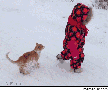 20 GIFs Cats Purrly A-Holes #7