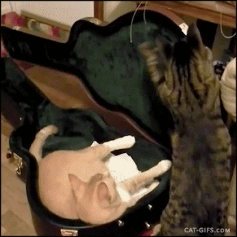20 GIFs Cats Purrly A-Holes #8