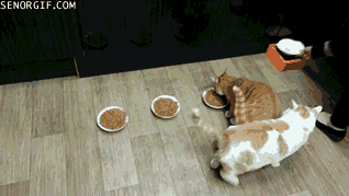20 GIFs Cats Purrly A-Holes #10