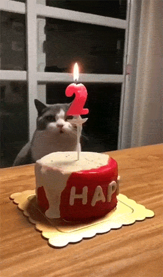 20 GIFs Cats Purrly A-Holes #11