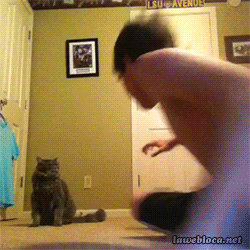 20 GIFs Cats Purrly A-Holes #12