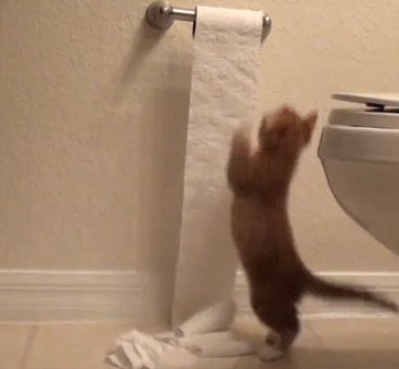20 GIFs Cats Purrly A-Holes #13