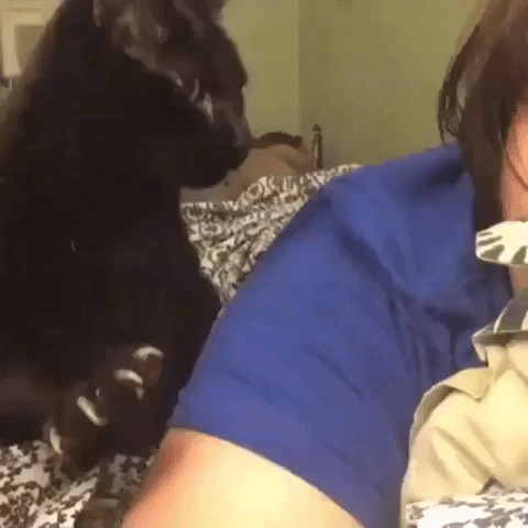 20 GIFs Cats Purrly A-Holes #14