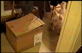 20 GIFs Cats Purrly A-Holes #16