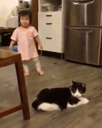 20 GIFs Cats Purrly A-Holes #17
