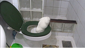 20 GIFs Cats Purrly A-Holes #18