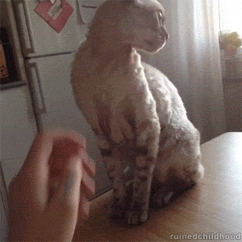 20 GIFs Cats Purrly A-Holes #19