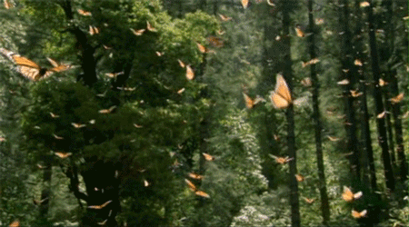 The Butterfly Invasion