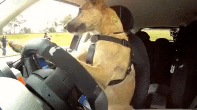 8. Dog Steals a Car and Drives in Circles For an Hour