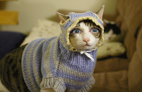 3. Cat-Clothing Seamstress