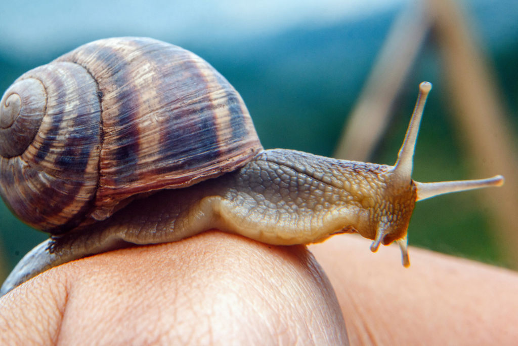 Snail Face Massage