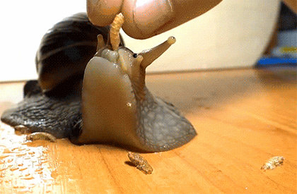 Hawaiian Snail