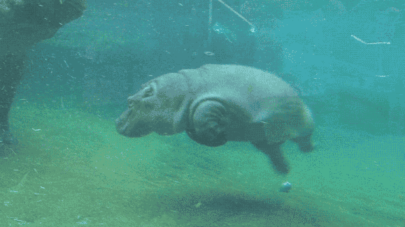 Madagascar Hippo