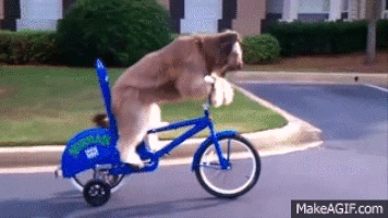 When a Dog Has Stolen Your Bike