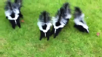 A Mid-Summer Skunk Orgy 