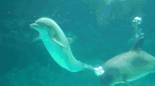 Dolphins Puffing Fish