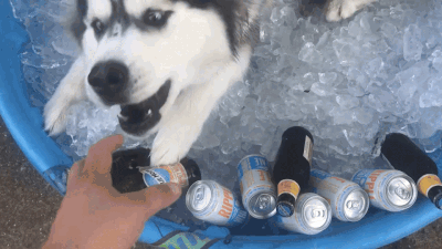 Coors Dog Adoption #8