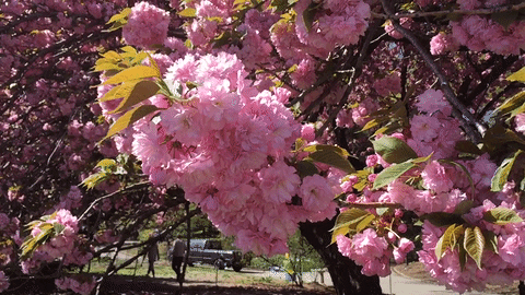 Cherry Blossom Festival in Tokyo’s Nakameguro District