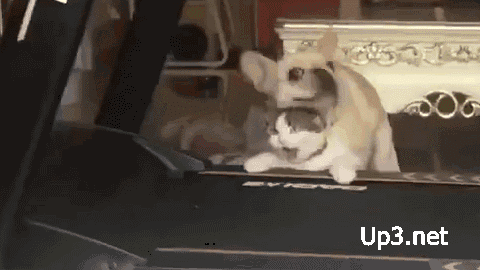 We’re not animals.