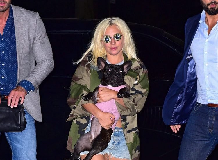 Lady Gaga’s Stolen French Bulldogs Returned, Absolutely Nobody With Bullet Wound Left to Worry About in That Debacle