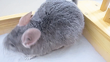 Chinchillas roll around in volcanic ash to stay clean.