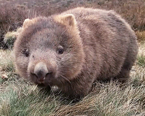 Wombats are the only animal in the world that produces cube-shaped poop.