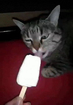 Artisanal Ice Cream Is Giving Your Cat Brain Freeze
