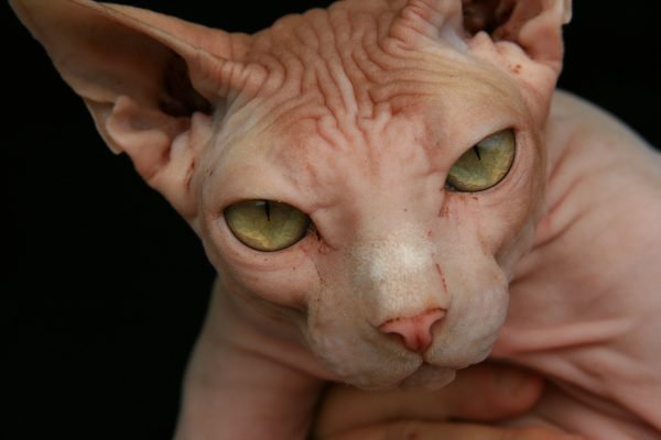 Woman Caught Breastfeeding Hairless Cat on a Delta Flight, Really Milking the On-Board Pet Policy