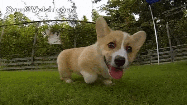 Funny Dog Gifs #12