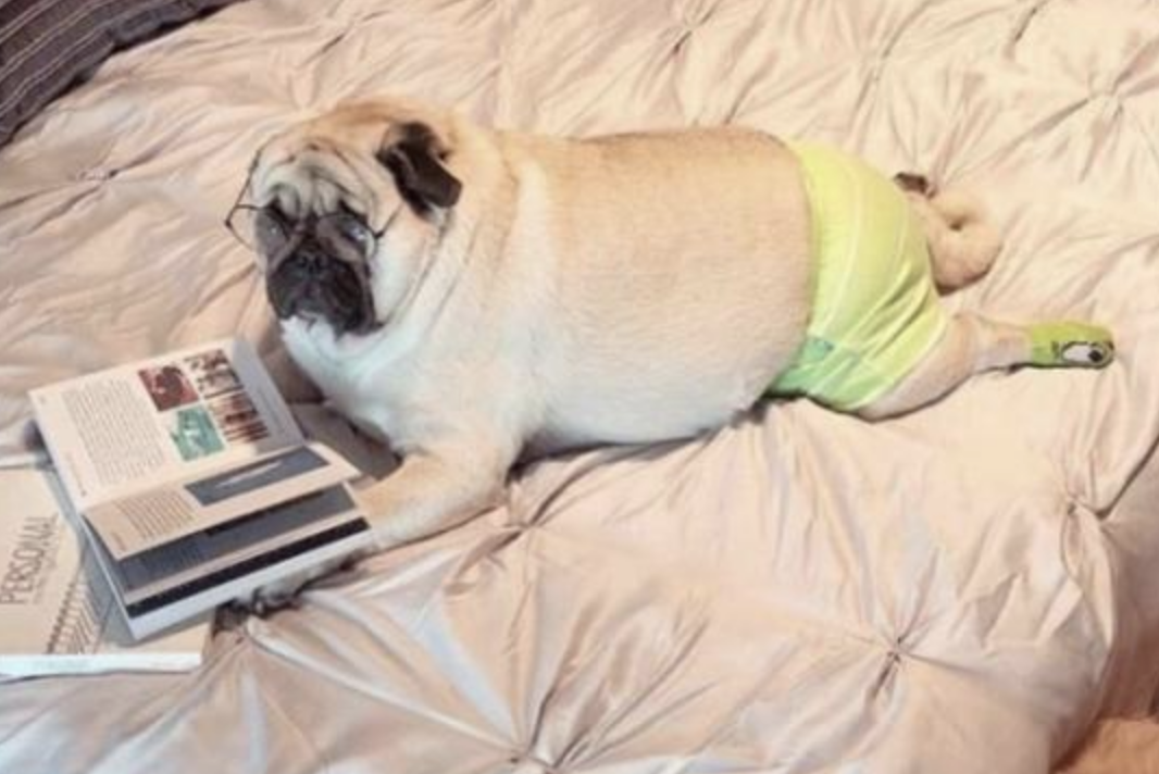 Funny Photos 02-27-2020 #20