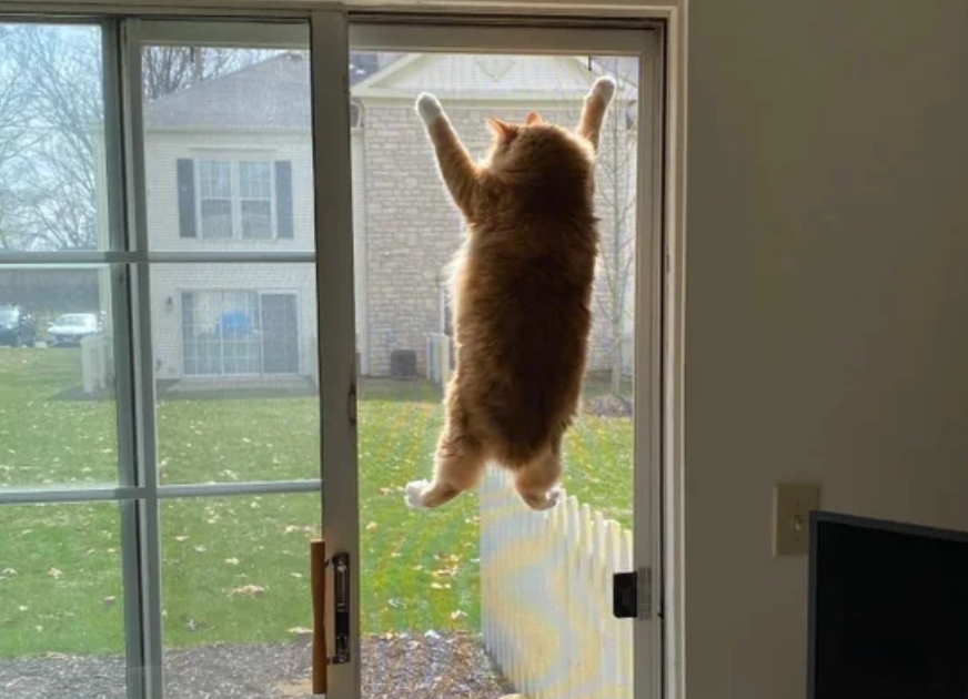 Funny Photos 04-13-2020 #7