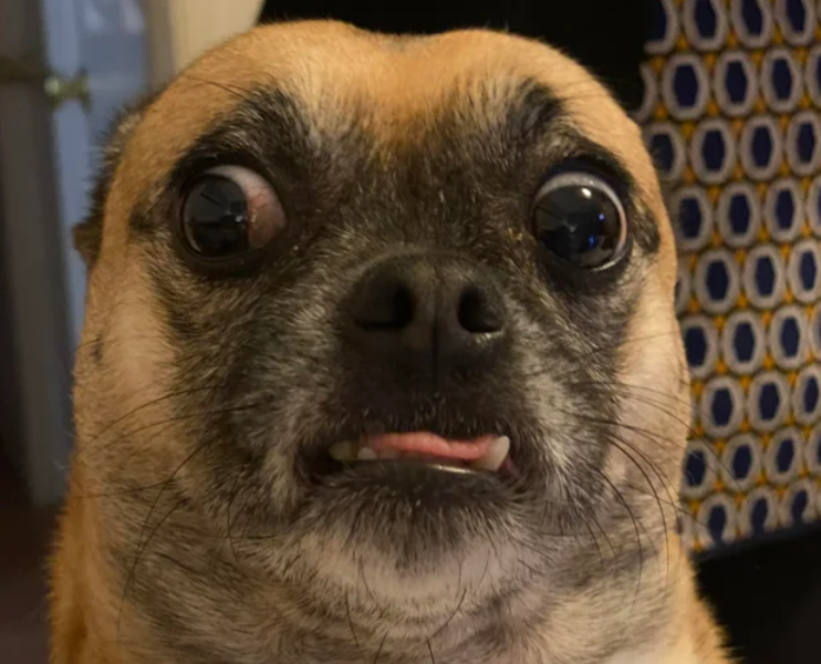 Funny Photos 05-14-2020 #14