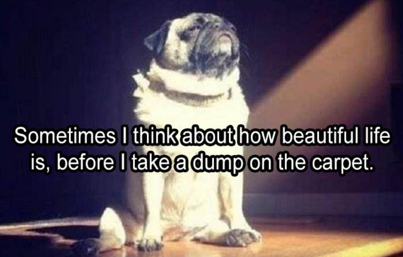 Funny Photos 05-22-2020 #3