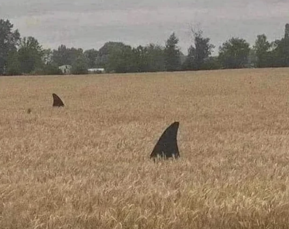 Funny Photos 05-28-2020 #9