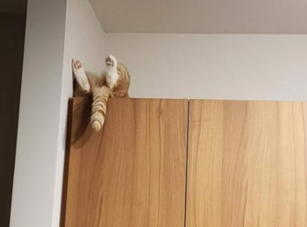 Funny Photos 08-06-2020 #20