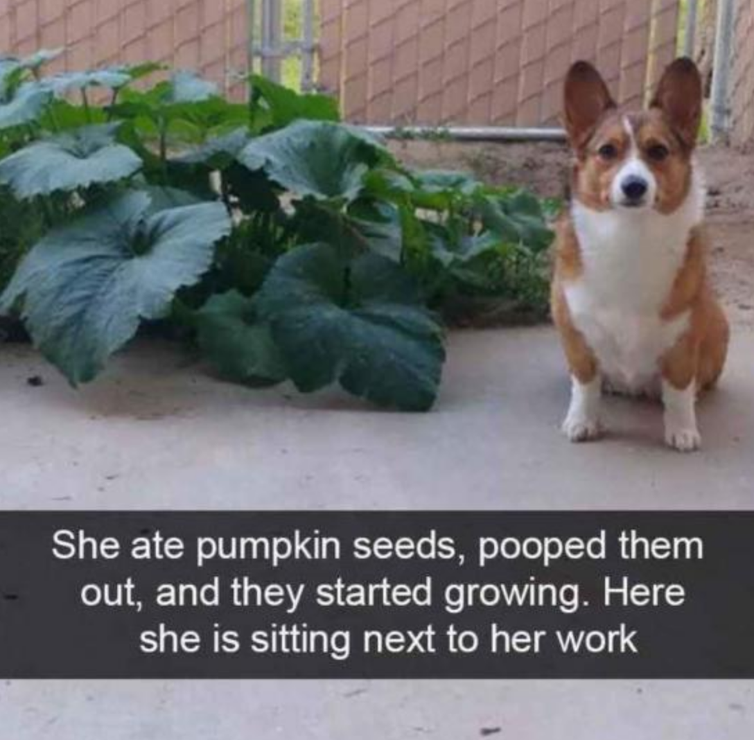 Funny Photos 09-22-2020 #18