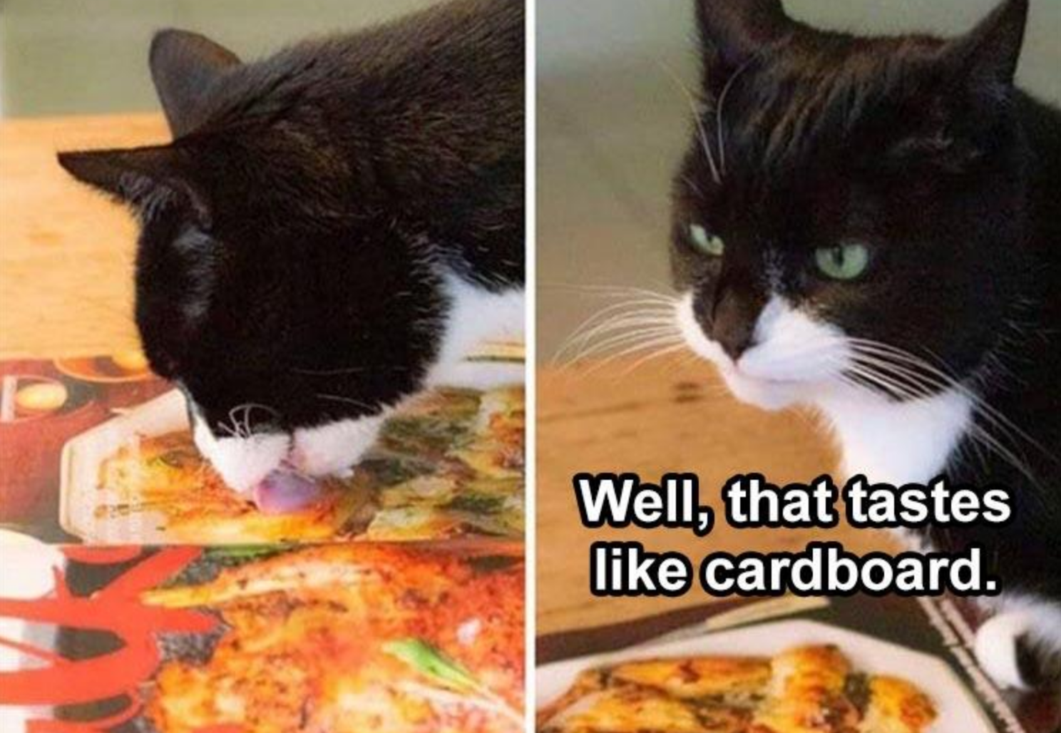 Funny Photos 10-16-2020 #5